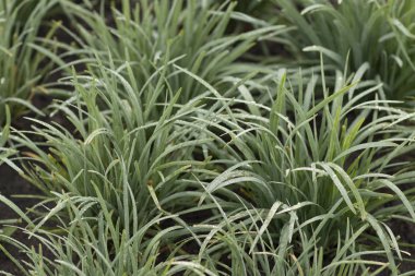 Kristal çiy ile şafak çimen 