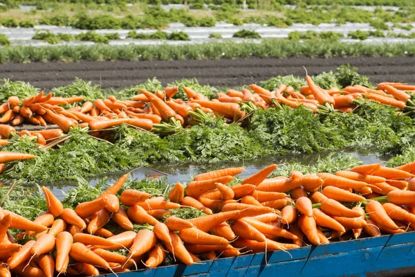 Свежая Морковь Стеблем — стоковое фото