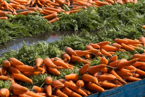 Harvesting Fresh Carrots Being Washed — Stock Photo, Image