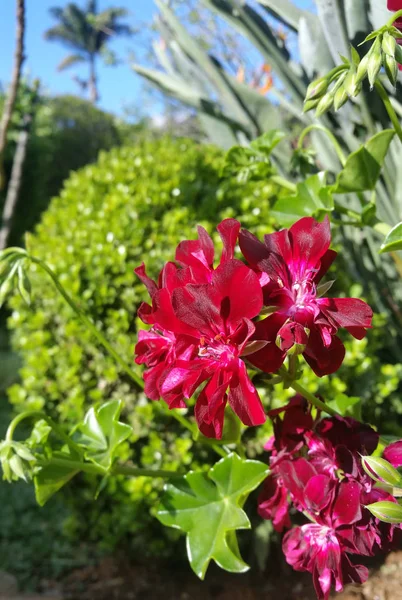 Бургундский Цветок Саду — стоковое фото