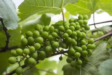 Bağ içinde yeni yeşil üzüm 