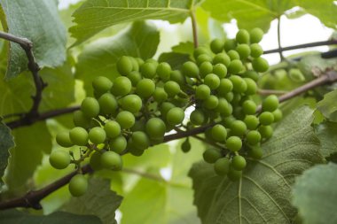 Bağ içinde yeni yeşil üzüm