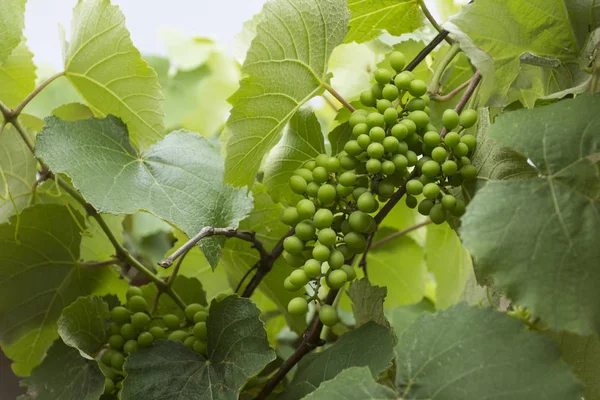 New Green Grape Vineyard — Stock Photo, Image
