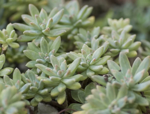 Grupo Belas Plantas Verdes Suculentas — Fotografia de Stock