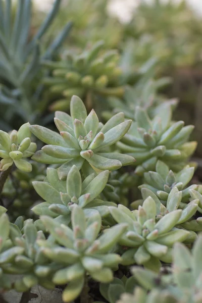 Grupo Belas Plantas Verdes Suculentas — Fotografia de Stock