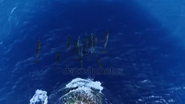 Veel Dolfijnen Springen Voor Het Schip Zeilen — Stockvideo