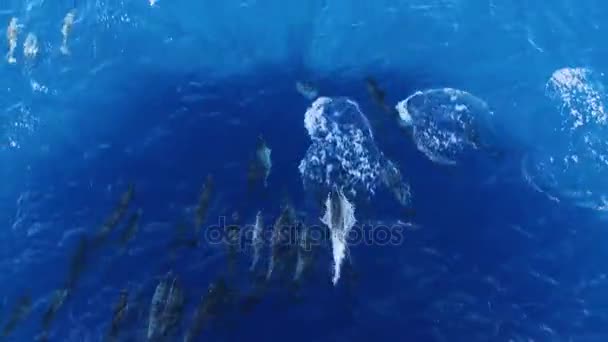 Muchos Delfines Saltando Delante Del Barco Navegando — Vídeo de stock