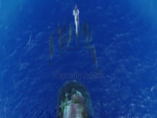 Mnoho Delfínů Skákání Přední Plachetní Loď — Stock video