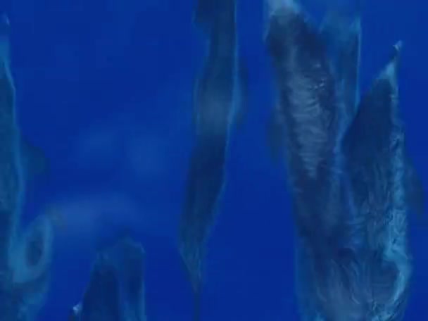 Многие Дельфины Прыгают Перед Кораблем Парусом — стоковое видео
