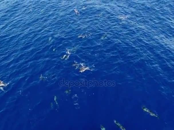 Molti Delfini Saltano Davanti Alla Nave Navigando — Video Stock