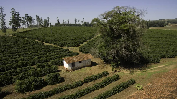 Mała Farma Kurczaków Kawy Wnętrzu Brazylia — Zdjęcie stockowe