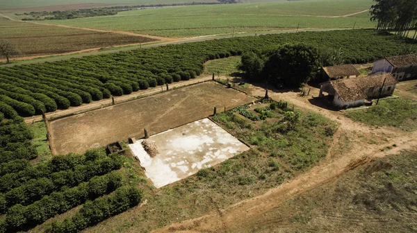 Fazenda Cafeeira Brasil — Fotografia de Stock