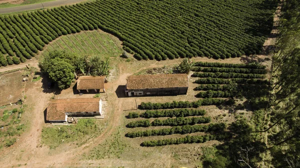 Pequenas Galinhas Fazenda Café Interior Brasil — Fotografia de Stock