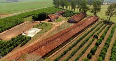 Küçük Çiftlik tavukları ve kahve iç, Brezilya 