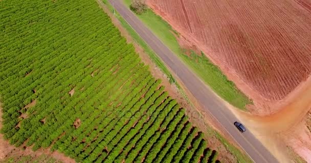 Малі Ферми Курей Кава Глибині Бразилії — стокове відео