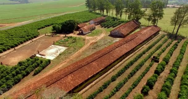 巴西内陆的小农场鸡和咖啡 — 图库视频影像