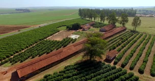 巴西内陆的小农场鸡和咖啡 — 图库视频影像