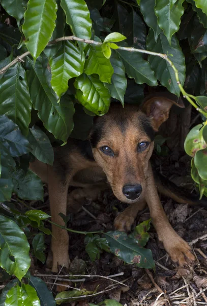 Uncouth dog hiding under a coffee plant