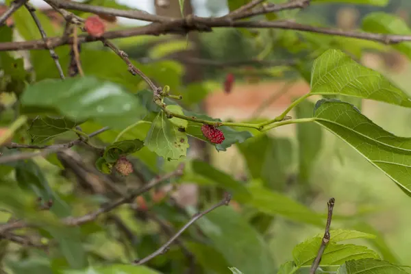 Kleine Brombeere Auf Dem Feld Baum — Stockfoto