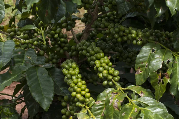 Coltivazione Caffè Brasile — Foto Stock