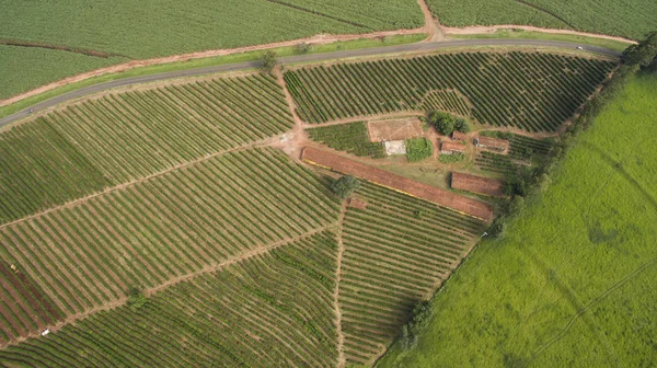 Kuře Boudy Kávové Plantáže Malé Vlastnost Malém Brazilském Městě — Stock fotografie