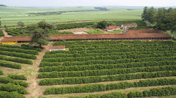 Galpones Pollo Plantación Café Una Pequeña Propiedad Pequeño Pueblo Brasileño — Foto de Stock