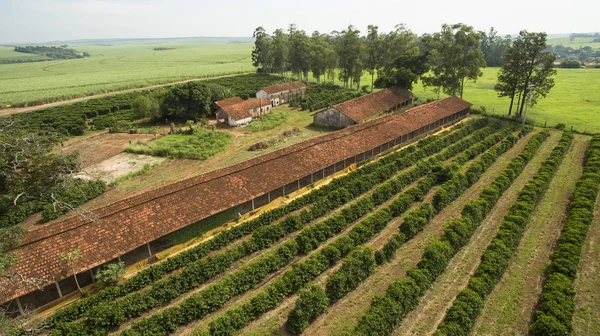 小さな農場の鶏 ブラジルの内部でのコーヒー — ストック写真