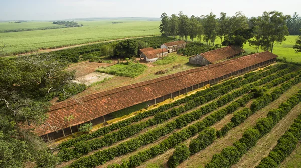 Kleine Bauernhühner Und Kaffee Landesinneren Von Brasilien — Stockfoto