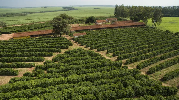 Kleine Bauernhühner Und Kaffee Landesinneren Von Brasilien — Stockfoto