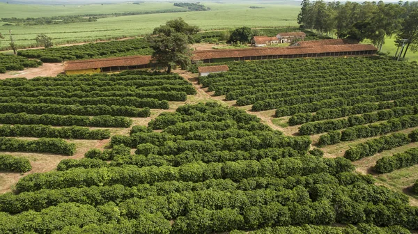 Pequenas Galinhas Fazenda Café Interior Brasil — Fotografia de Stock