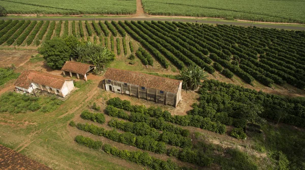 Malá Farma Kuřat Kávy Vnitrozemí Brazílie — Stock fotografie