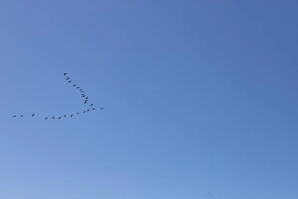 鳥の美しい石造り山の上を飛んでのチームワーク — ストック写真