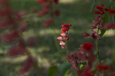 Güzel İsa gözyaşı Çiçek bahçesinde bulunan arka plan bulanık 