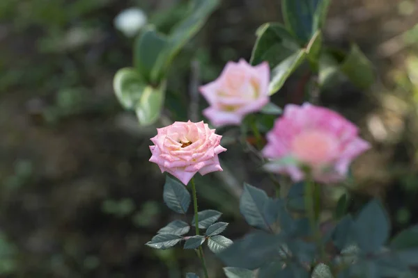 Красивые Цветы Розовые Розы Саду Размытый Фон — стоковое фото