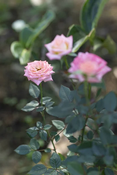 Красивые Цветы Розовые Розы Саду Размытый Фон — стоковое фото