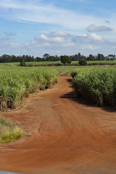 Caminos Tierra Roja Brasil Con Plantación Caña Azúcar América Del — Foto de Stock