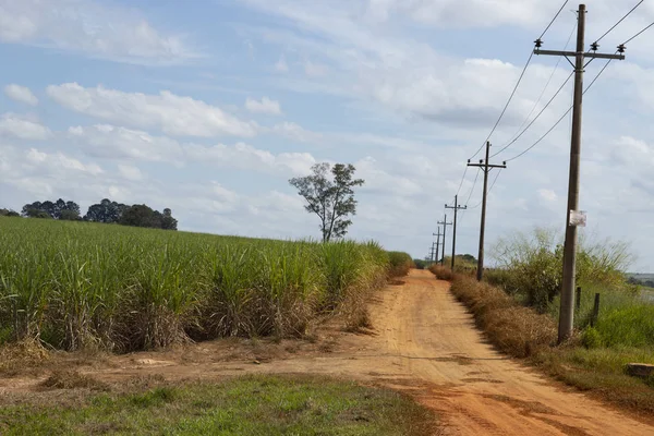 Caminos Tierra Roja Brasil Con Plantación Caña Azúcar América Del — Foto de Stock