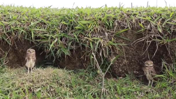 Mooie Schattige Uilen Twee Jonge Uilen Athene Noctua Stappen Natuurgras — Stockvideo