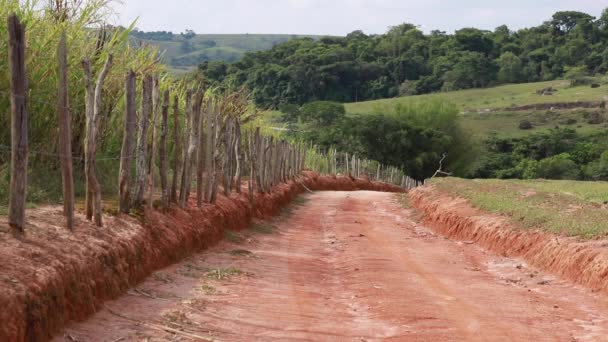 Caminho Natureza Cerca Madeira Plantação Cana Açúcar — Vídeo de Stock