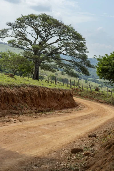 Camino Sucio Camino Campo Con Árbol — Foto de Stock