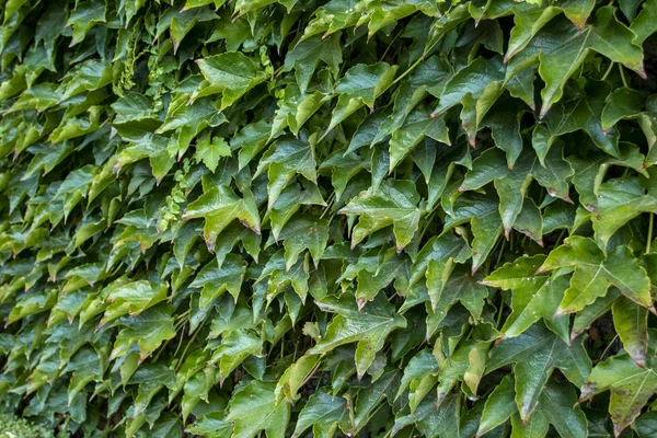 Laubwand Schöne Natur Hintergrund Der Vertikalen Garten Mit Tropischen Grünen — Stockfoto