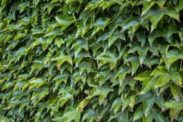 Pared Follaje Hermosa Naturaleza Fondo Jardín Vertical Con Hoja Verde —  Fotos de Stock