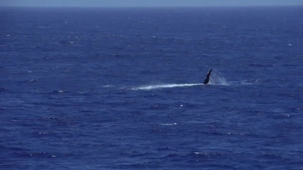 Una Ballena Nadando Jugando Océano Ballenas Jugando Mar — Vídeo de stock