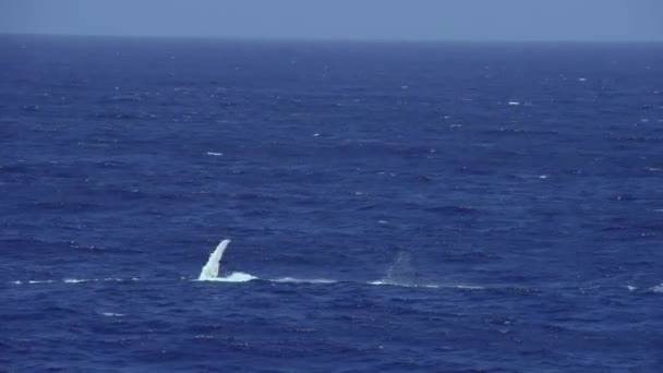 一条鲸鱼在海里游来游去鲸鱼在海里玩耍 — 图库视频影像