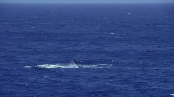 一条鲸鱼在海里游来游去鲸鱼在海里玩耍 — 图库视频影像
