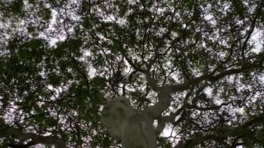 Ağacı yukarı kaldır. Yeşil yapraklı büyük ağaç gövdesini yakın çekimde çek. Kamera, güneşli bir günde bir ağacın kaba damarlı gövdesine eğiliyor.. 