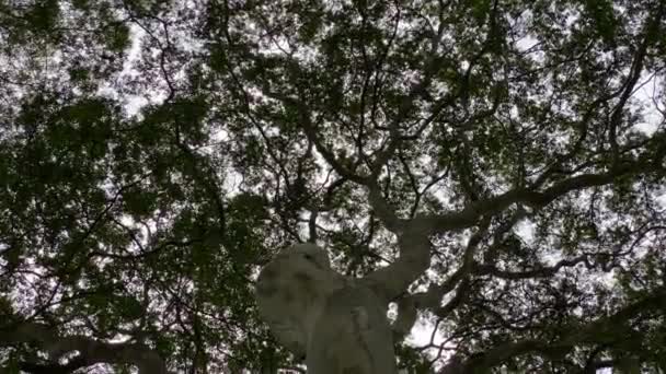 Tilt Tree Close Tilt Shot Big Tree Trunk Green Leaves — Stock Video