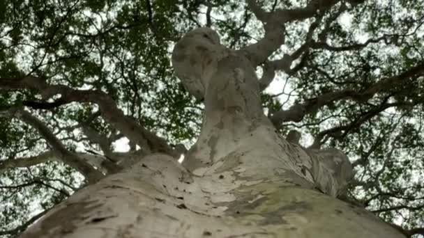 木を傾斜アップします 緑の葉で大きな木の幹のショットを傾斜を閉じます 晴れた日には木の幹の上にカメラが傾き — ストック動画
