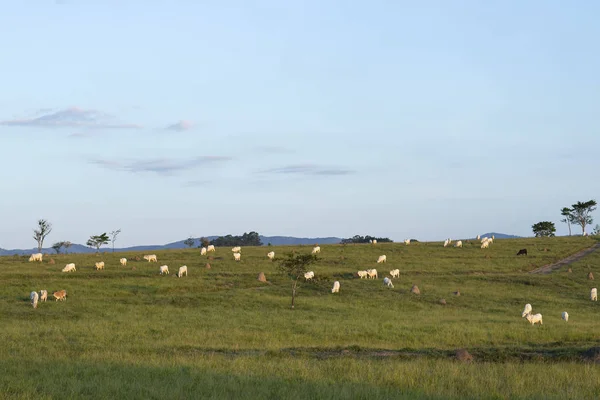 Vacas Campo Vacas Blancas Pastando — Foto de Stock