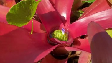 Mor ve yeşil bromeliad. Neoregelia Cinsinin Bromeliad 'ları. 